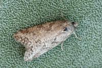 Cnephasia communana