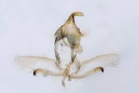 Cnephasia communana