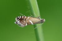Glyphipterix forsterella