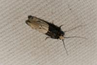 Trichophaga tapetzella