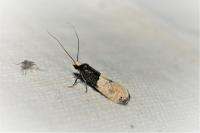 Trichophaga tapetzella
