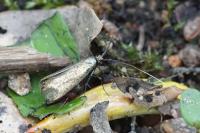 Adela reaumurella