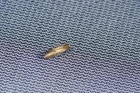 Nematopogon adansoniella