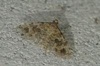 Alucita hexadactyla