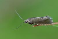 Glyphipterix fuscoviridella