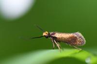 Micropterix calthella