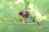 Coleophora kuehnella