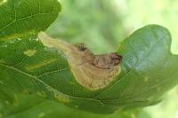 Dyseriocrania subpurpurella
