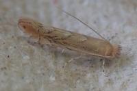 Phyllonorycter messaniella