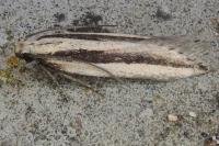 Mirificarma interrupta