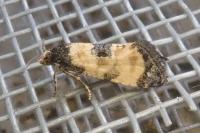 Neocochylis dubitana