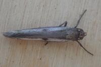 Parahyponomeuta egregiella