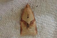 Clepsis consimilana