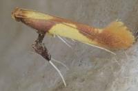 Caloptilia alchimiella