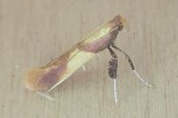 Caloptilia alchimiella