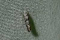 Swammerdamia pyrella