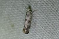Swammerdamia pyrella