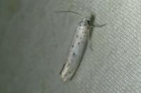 Yponomeuta