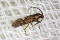 Esperia sulphurella