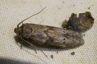 Blastobasis glandulella