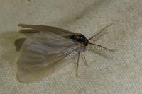 Rebelia plumella surientella
