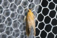 Crassa tinctella