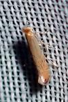 Phyllonorycter messaniella