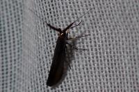 Coleophora