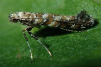 Gracillaria syringella