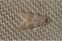 Cnephasia incertana
