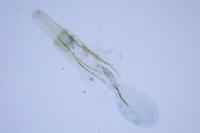 Cnephasia incertana