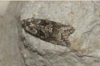 Cnephasia cupressivorana