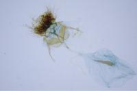 Cnephasia cupressivorana