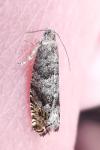 Epinotia subsequana