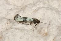 Enolmis