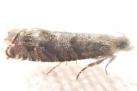 Epinotia subsequana
