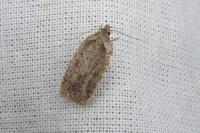 Agonopterix