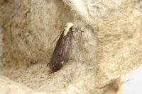 Aroga flavicomella