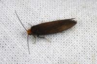Cephimallota crassiflavella