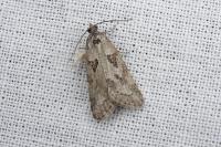 Cnephasia