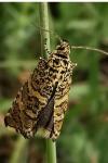 Olethreutes stibiana