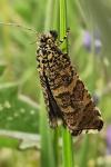 Olethreutes stibiana
