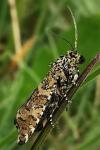 Olethreutes stibiana