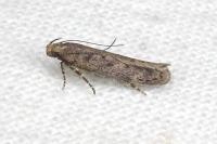 Scrobipalpa