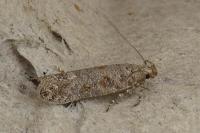 Scrobipalpa