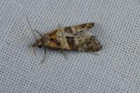 Cochylimorpha cultana