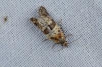 Cochylimorpha cultana