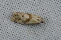 Phalonidia contractana