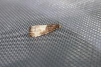 Notocelia cynosbatella