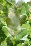 Acrocercops brongniardella